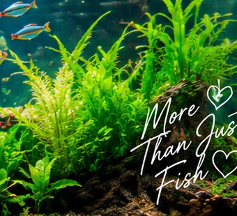 Aquascaping system