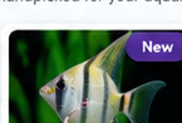 Assorted Angelfish