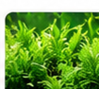 Aquatic Plants